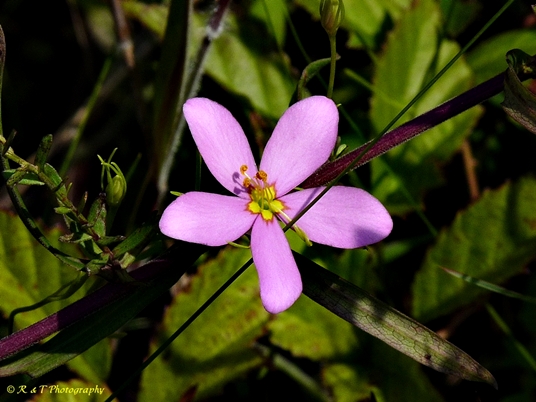 {Sabatia campanulata}